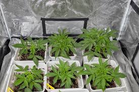 Discovering the Best Options for Marijuana Seeds Maryland