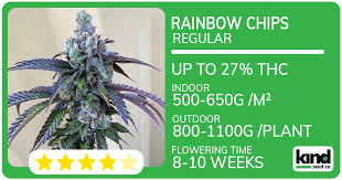Discovering the Best Options for Marijuana Seeds Maryland