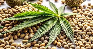 Discovering the Best Options for Marijuana Seeds Maryland